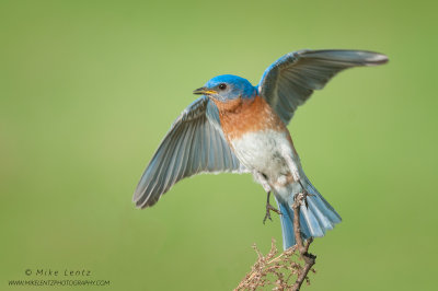 Bluebird leaps off perch