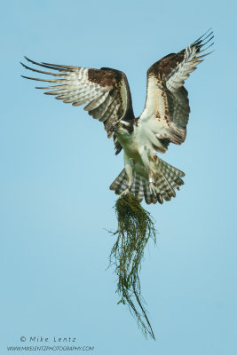 Osprey with nest material