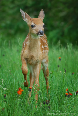 Fawn foot up 