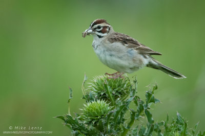 Lark Sparrow with spider