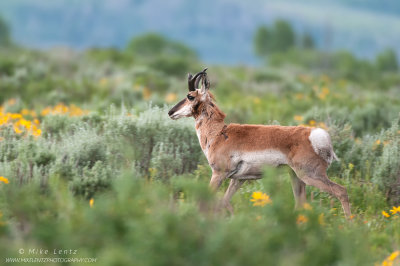 Pronghorn in sagebrush