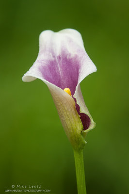 Purple and white Calla lilly