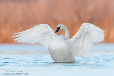 Trumpeter Swan wings blasted wide