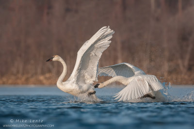 Trumpeter Swans getting after each other