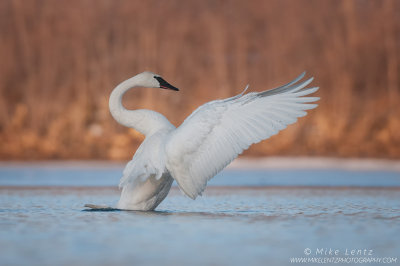 Trumpeter Swan conductor