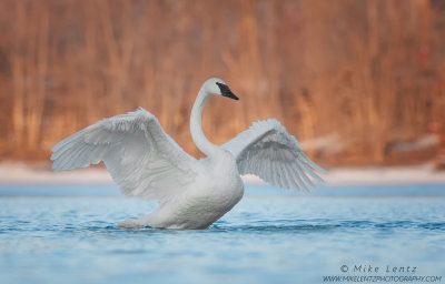 Trumpeter Swan opened up wide