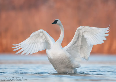 Trumpeter Swan angel pose