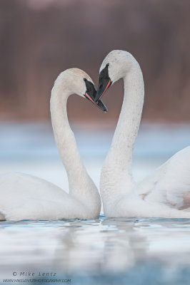 Trumpeter swan lovers