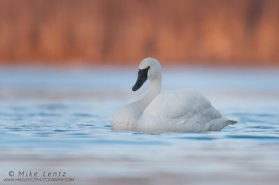 Trumpeter Swan solitude