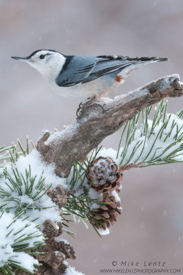 White-breasted Nuthatch winter beauty