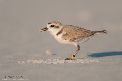 Snowy Plover with spider