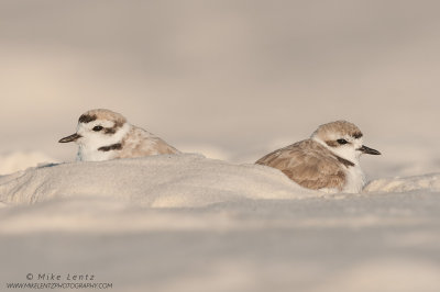 Snowy Plover couple
