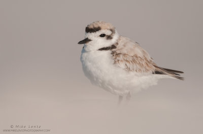 Snowy Plover stoic in sand