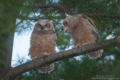 Great-Horned Owl babies in tree