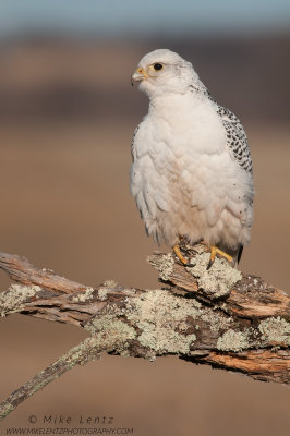 Gyrfalcon (white phase) on mossy perch 