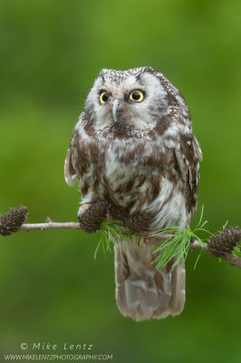 Boreal Owl on thin Tamarack branch