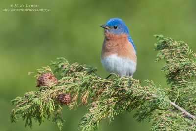 Bluebird poised on pines