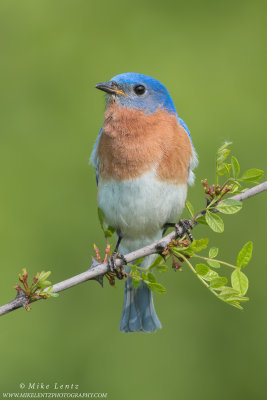 Bluebird on prickly bush