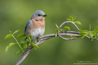 Bluebird (female) on vines
