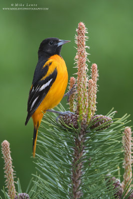 Baltimore Oriole verticle on pine