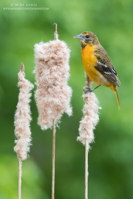 Baltimore Oriole on Cattail group