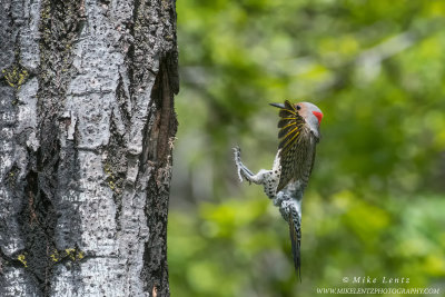 Northern Flicker comes in for landing
