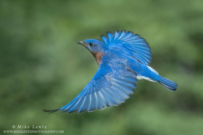 Bluebird upward flight
