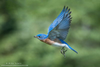 Bluebird wings up in flight
