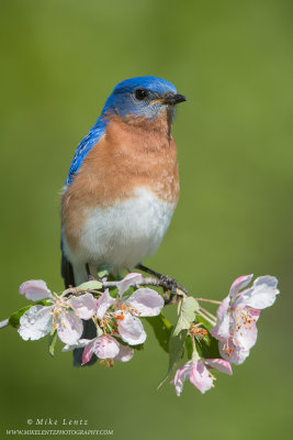 Bluebird on pink blossums