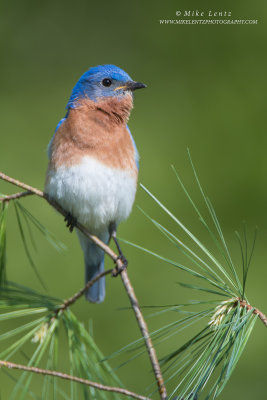 Bluebird verticle on white pines