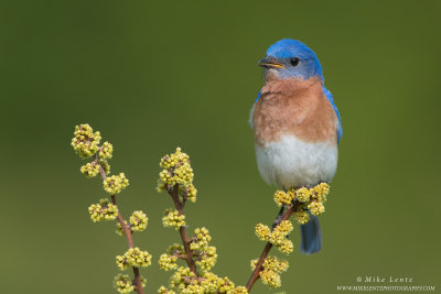 Bluebird on bushy trifecta