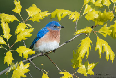 Bluebird in emerging Oak