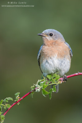 Bluebird female on Raspberry