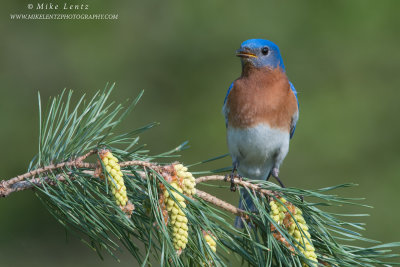 Bluebird horizontal on pines