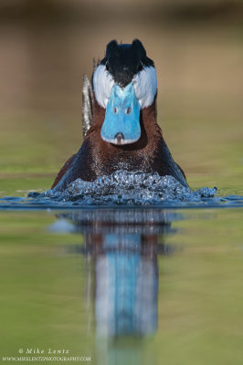 Ruddy Duck straight on bubbling display