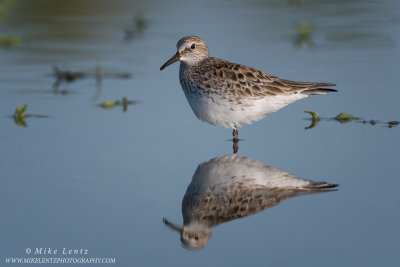 White-rumped Sandpiper reflectings