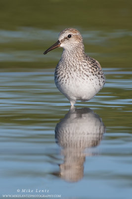 White-rumped Sandpiper verticle reflection
