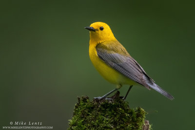 Prothonotary Warbler on Mossy lump