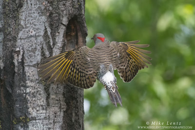 Northern Flicker wide wings at nest hole