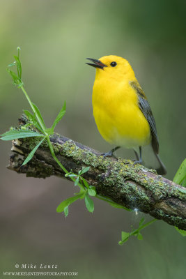 Prothonotary Warbler verticle on perch