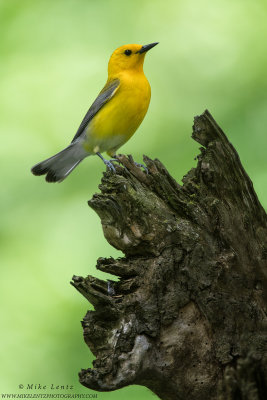 Prothonotary warbler on stump