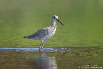 Willet in dual colored waters
