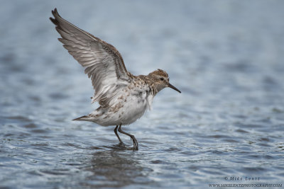 White-Rumped Sandpiper wings up
