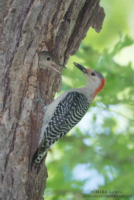 Red-Bellied Woodpecker feeds baby
