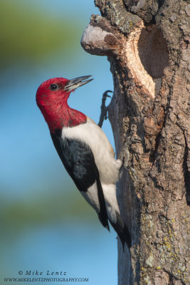 Red-Headed Woodpecker at nest