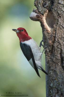 Red-Headed Woodpecker posed at nest