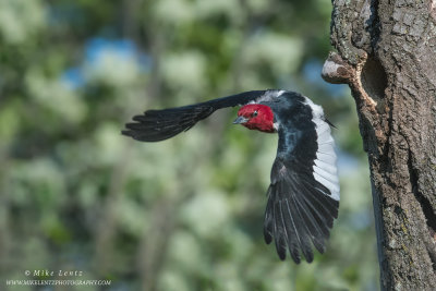 Red-Headed Woodpecker erupts from cavity