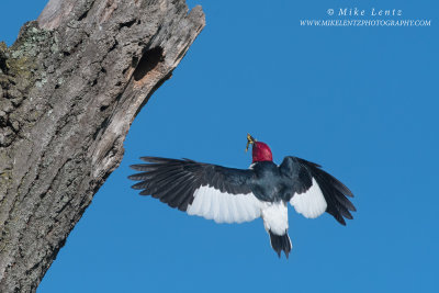 Red-Headed Woodpecker flight up to the nest