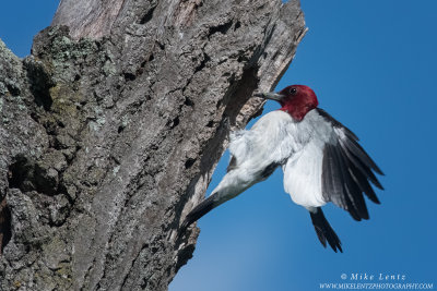 Red Headed woodpecker lands at nest