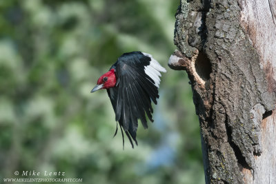 Red-Headed Woodpecker jumps from nest hole